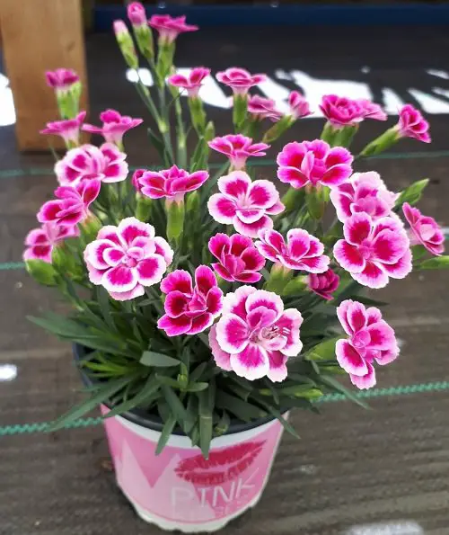Amazing Blooms Commencing with 'D'