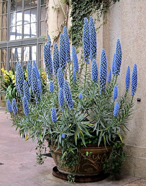Plants that Can Handle Drought 6