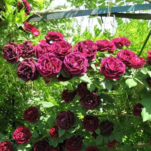 best Black Rose Varieties