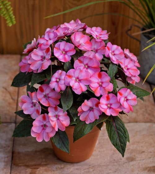The Best Flowers in Full Sun