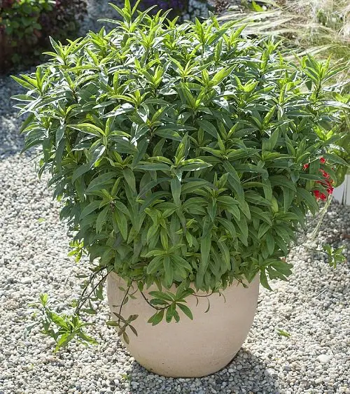 high-yield herbs for garden 3