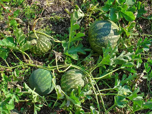  Exotic Fruits from Around the World