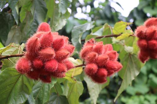beautiful Exotic Fruits from Around the World