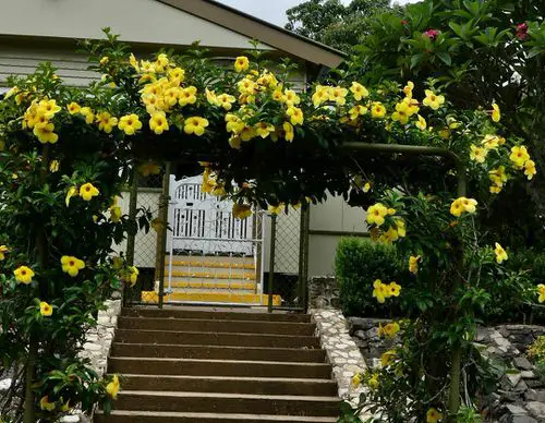 Best Pergola Plants 41