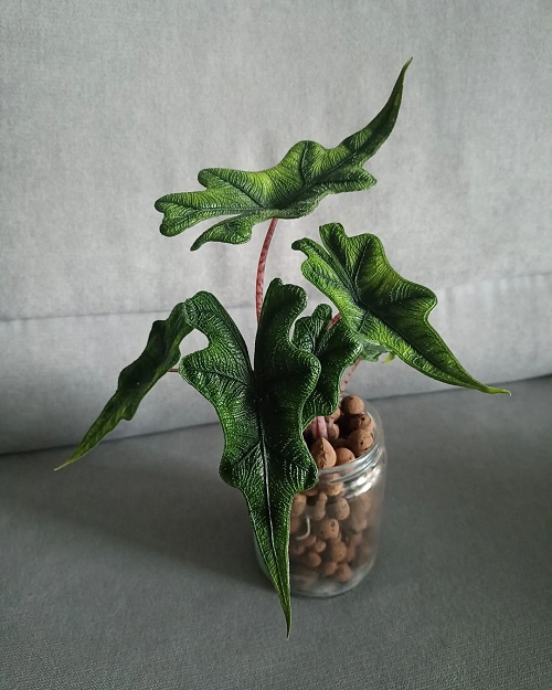Types of Alocasia