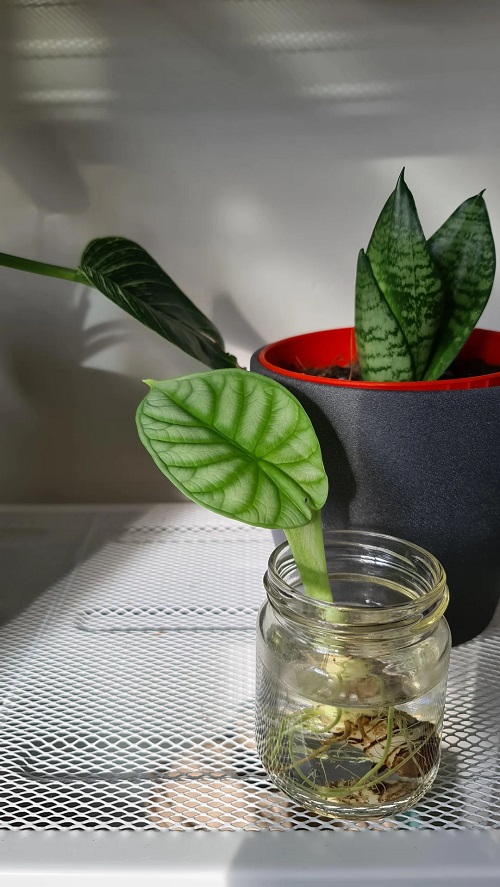 Types of Alocasia