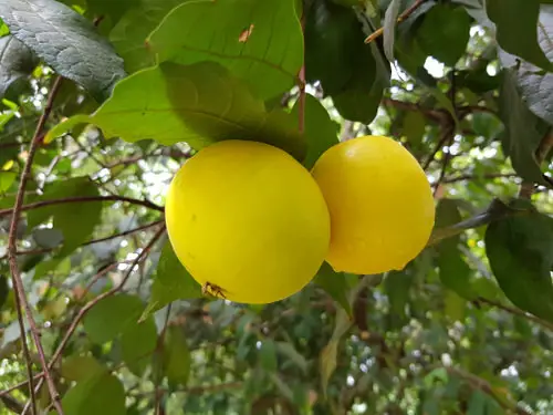 Fruits from Around the World