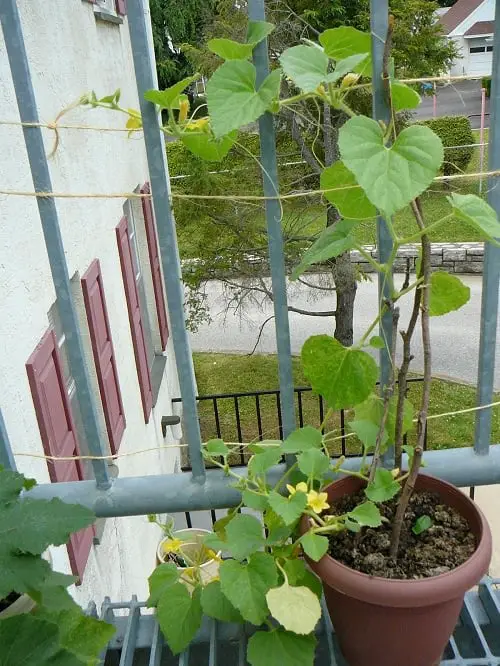 Most Productive Vegetables for a Balcony and Patio Garden