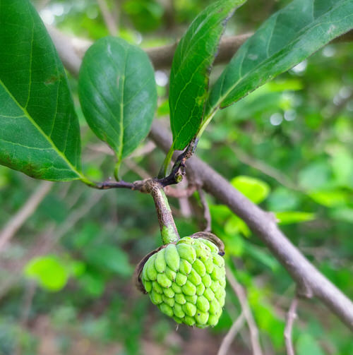 Exotic Fruits from Around the World