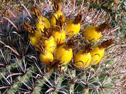 top Exotic Fruits from Around the World