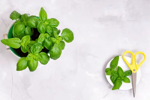 2-Minutes Basil Pruning Tips 2