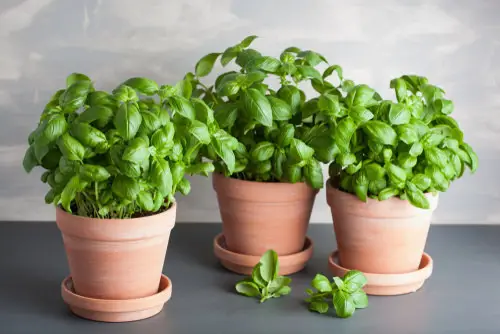 2-Minutes Basil Pruning Tips