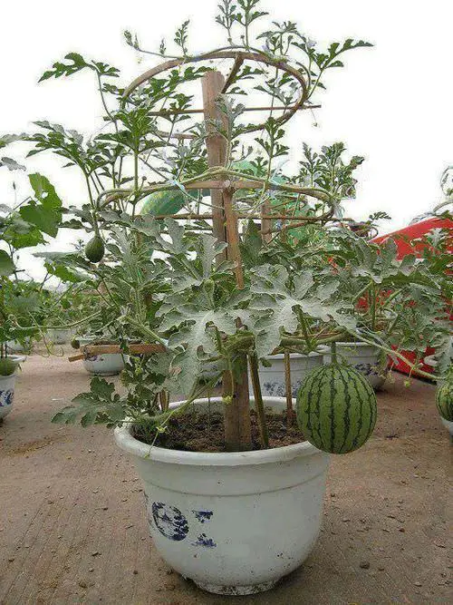 How to Grow Watermelon in a Pot Vertically 1