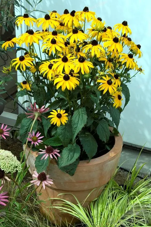 top Flowers for Summer That Never Stop Blooming1