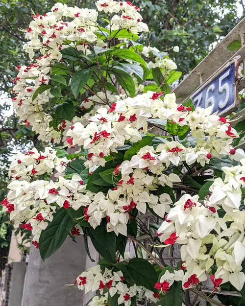 Climbing Plants for Pergolas, Arbors, Arches & Trellises 16