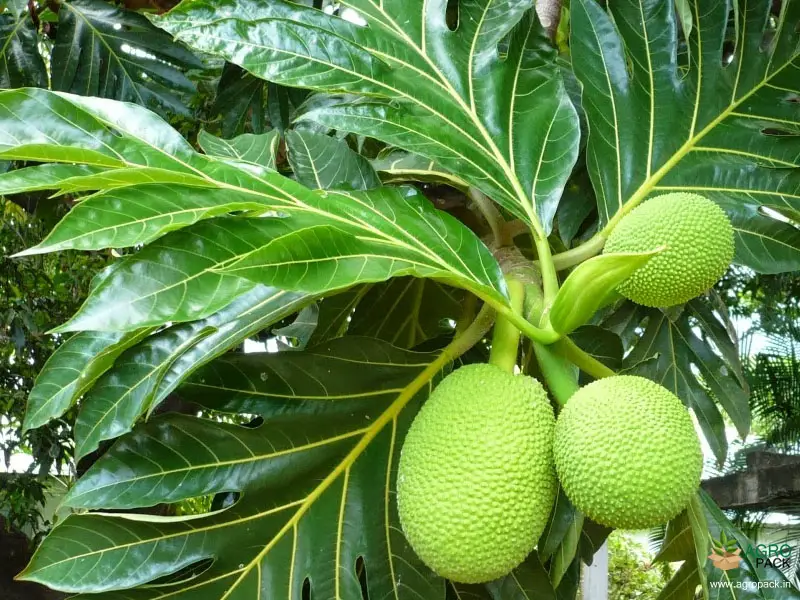 best Fruits from Around the World