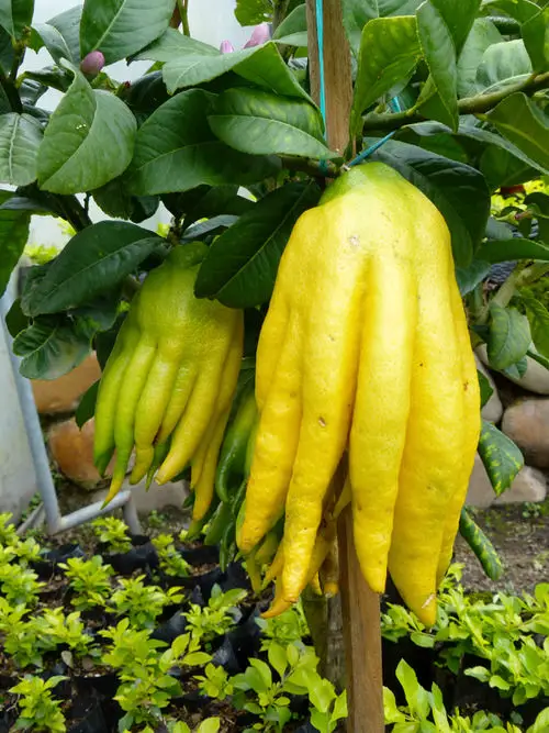 Amazing Fruits from Around the World