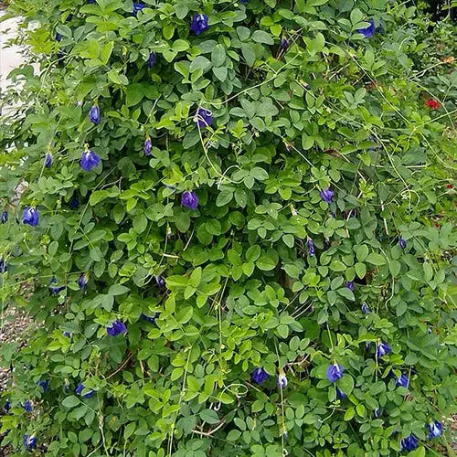 Best Pergola Plants 23