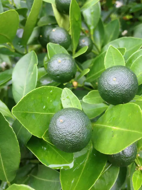 Originated Exotic Fruits