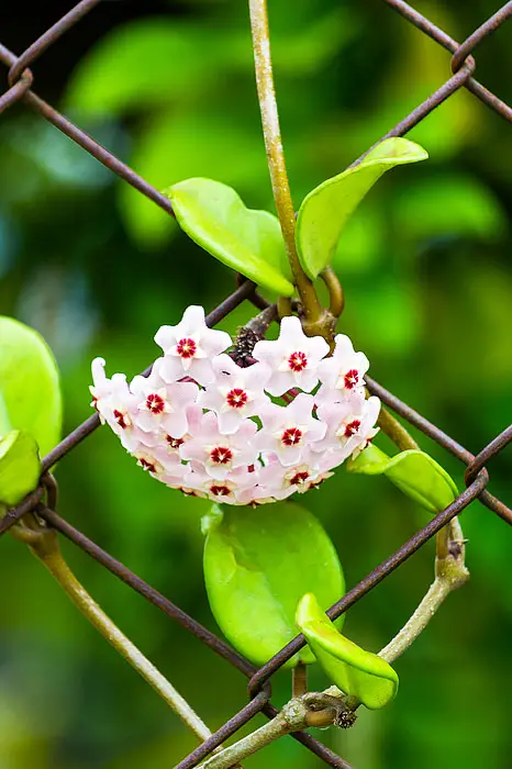 Most fragrant flowers chosen by gardeners. 38