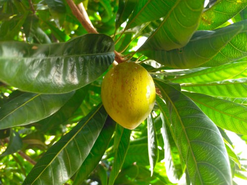 best Unique Fruits from All Over the World