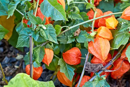 Amazing Unique Fruits from All Over the World