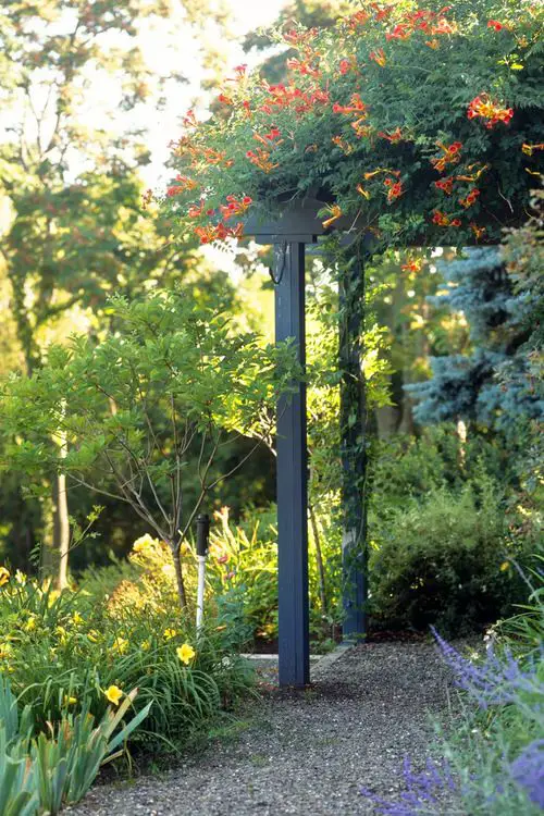 Climbing Plants for Pergolas, Arbors, Arches & Trellises 34