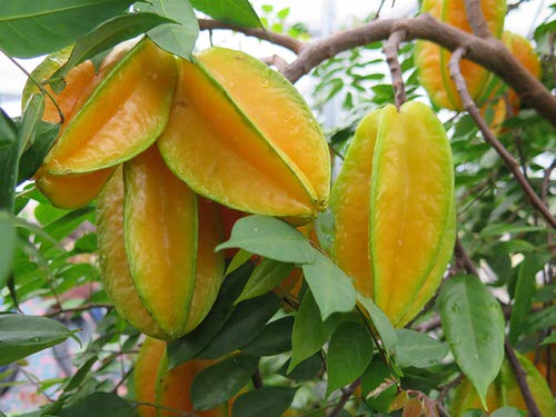 Unique Fruits from All Over the World
