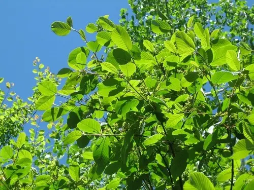 Cascara Tree Growing Information