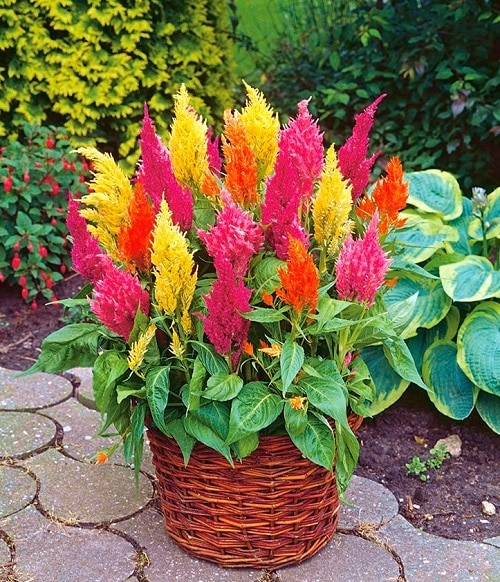 How To Grow Celosia Growing And Planting Guide