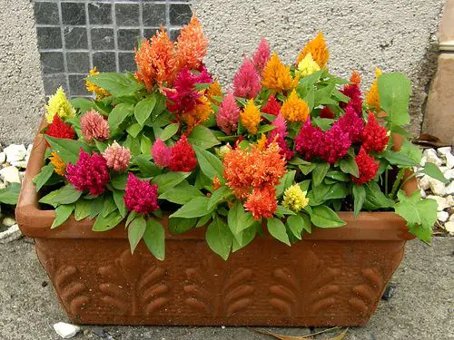 Requirements for Growing Celosia
