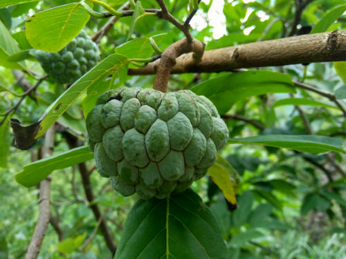 Internationally Originated Exotic Fruits