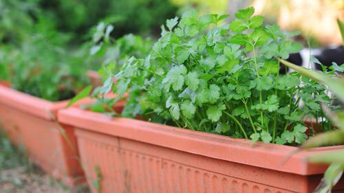 Cilantro as a Companion Plant 