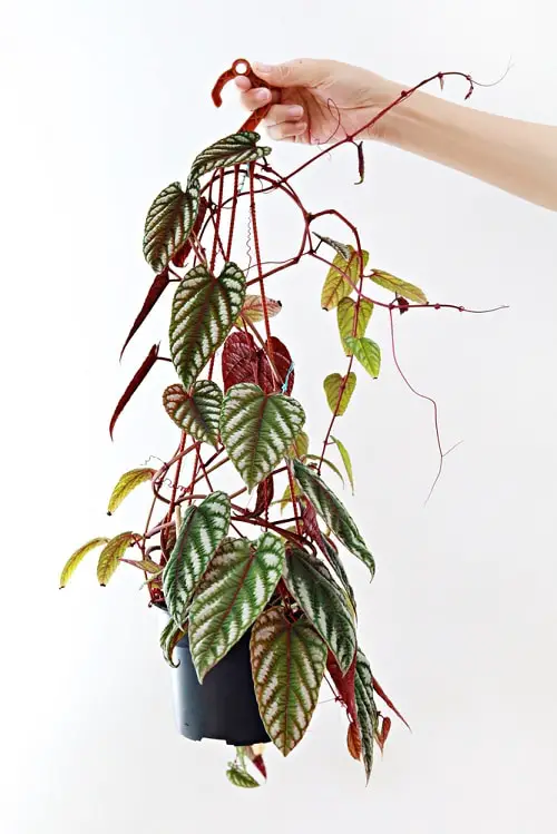 Cissus Discolor Care