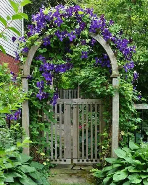 Climbing Plants for Pergolas, Arbors, Arches & Trellises 2