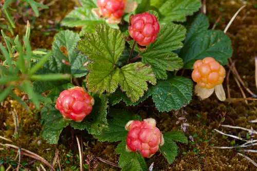top Internationally Originated Exotic Fruits