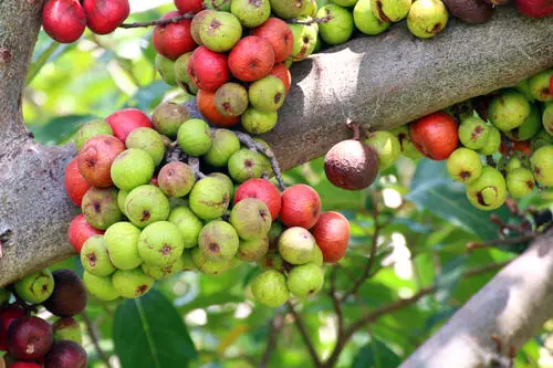 best Internationally Originated Exotic Fruits