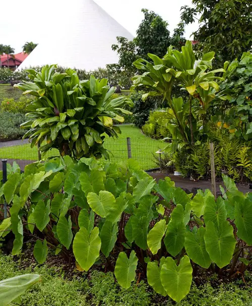Cold Hardy Tropical Plants in garden