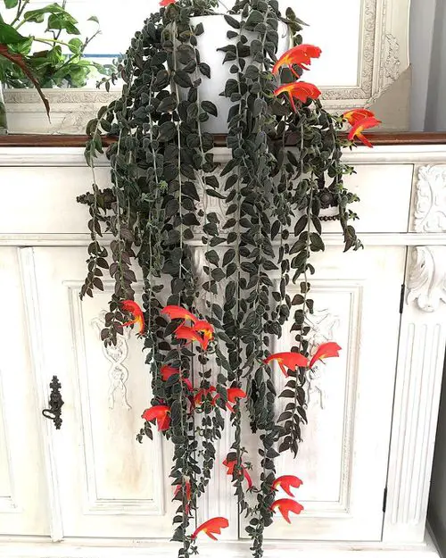 Beautiful Indoor Climbers and Vines That People Usually Don't Grow