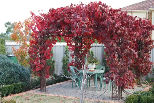 Climbing Plants for Pergolas, Arbors, Arches & Trellises 24