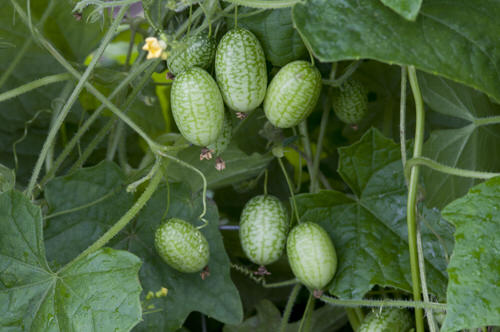 best Unique Fruits from All Around the World
