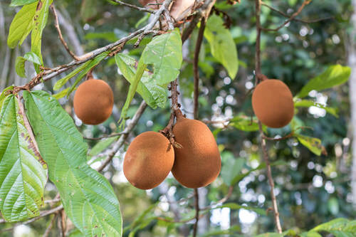 best Unique Fruits from All Over the World