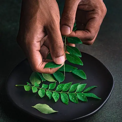 Curry Leaves Plant Care