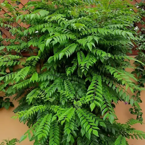 Planting Curry Tree in garden
