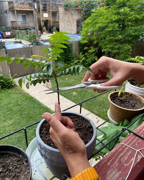 Harvesting Curry Leaves in balcony