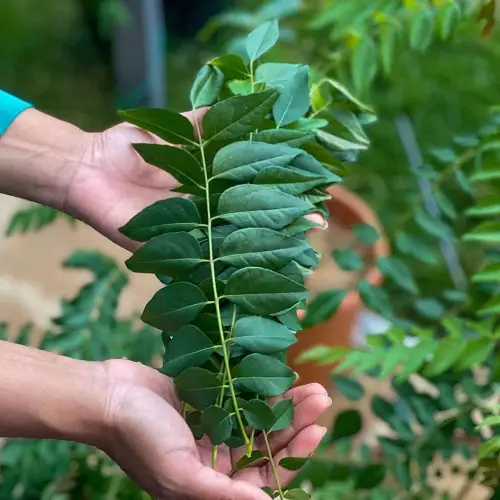 Best Varieties of Curry Leaves Plant
