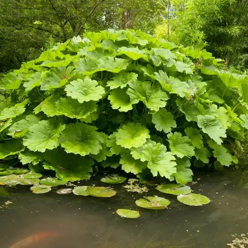 Cold Hardy Tropical Plants in cold climate 5
