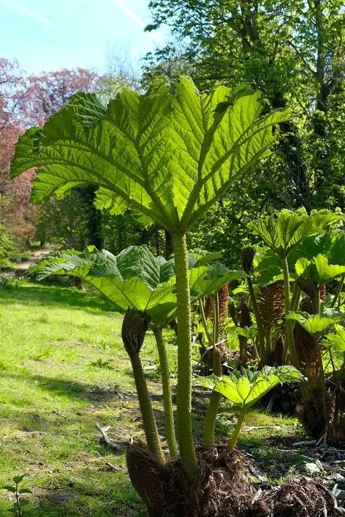 Beautiful Cold Hardy Tropical Plants in cold climate 6