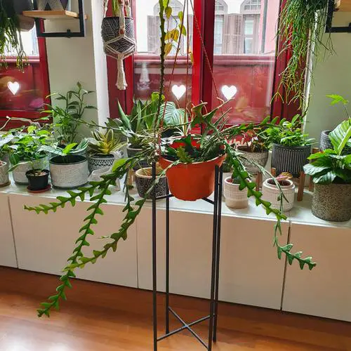 top Amazing Indoor Climbers & Vines That Most People Don't Grow