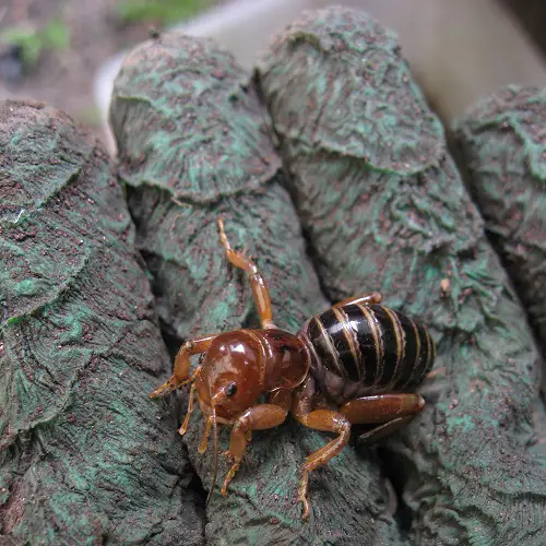 Do Potato Bugs Bite